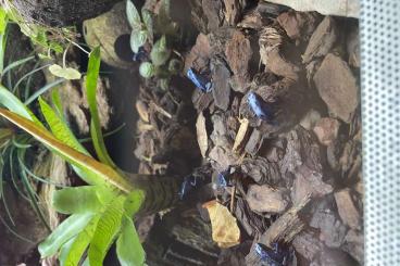 Poison dart frogs kaufen und verkaufen Photo: Dendrobates Azureus Nachzuchten 