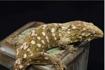 Geckos kaufen und verkaufen Photo: Looking for leachianus melanistic