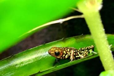 Poison dart frogs kaufen und verkaufen Photo: 0.0.1 RedHead small form for Hamm