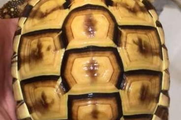 Turtles and Tortoises kaufen und verkaufen Photo: THH Leucistic Schildkröten 