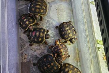 Tortoises kaufen und verkaufen Photo: Junge  Köhlerschildkröte NZ 25