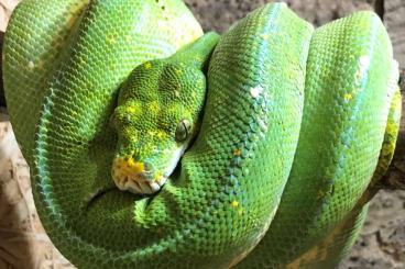 Pythons kaufen und verkaufen Foto: Verkaufe grünen Baumpython (Morelia viridis jayapura)
