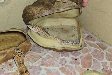 Geckos kaufen und verkaufen Foto: Leopardgeckos 3weibchen 1 männchen