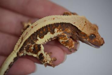 Geckos kaufen und verkaufen Photo: Correlophus ciliatus looking for new home