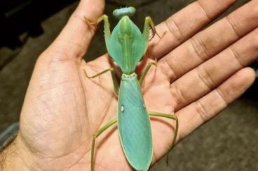 Insects kaufen und verkaufen Photo: Praying mantis for sale (Eu)