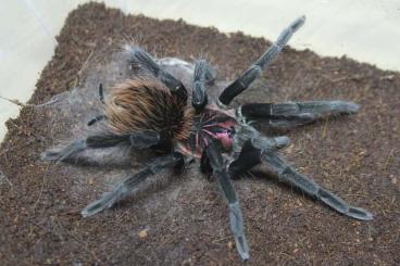 - bird spiders kaufen und verkaufen Photo: 0.1 Xenesthis sp. White..