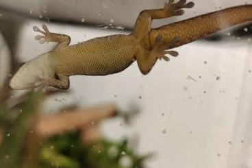 Geckos kaufen und verkaufen Foto: Phelsuma Robertmertensi 0.0.5