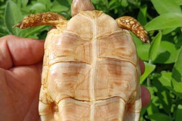 Schildkröten  kaufen und verkaufen Foto: Testudo marginata albino T+