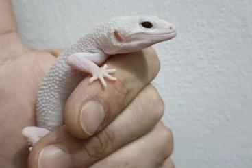 Geckos kaufen und verkaufen Foto: Eublepharis macularius Diablo Blanco