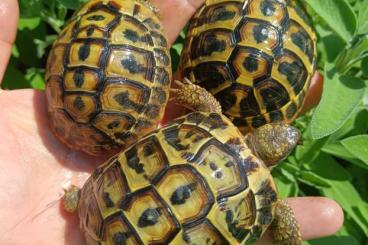 Schildkröten  kaufen und verkaufen Foto: Hermanni hermanni baby.   
