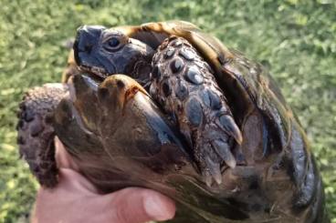 Tortoises kaufen und verkaufen Photo: Maschio riproduttivo Graeca Ibera 