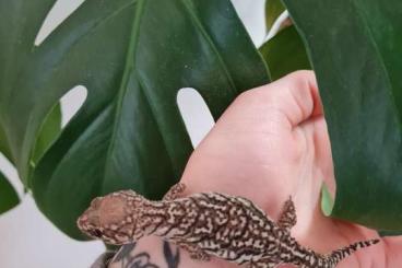 Geckos kaufen und verkaufen Photo: Paroedura Picta weibchen 4 Monate