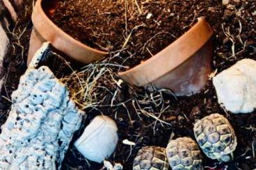 Tortoises kaufen und verkaufen Photo: Verkaufe meine wunderschönen griechische Landschildkröten 