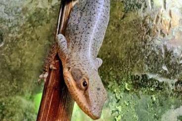 Lizards kaufen und verkaufen Photo: Anolis Rotkehlanolis Weibchen
