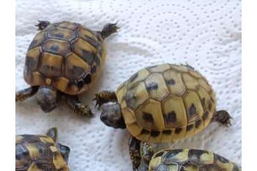 Landschildkröten kaufen und verkaufen Foto: Griechische Landschildkröten 2024