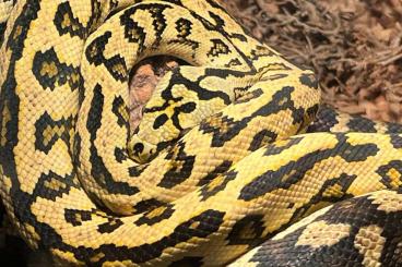 Snakes kaufen und verkaufen Photo: Drei Teppichpythons inklusive Terrarien 