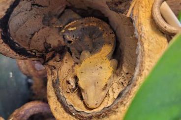 Geckos kaufen und verkaufen Foto: Biete Correlophus ciliatus 2.1