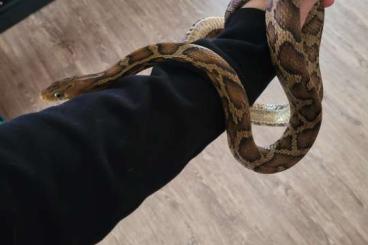 Snakes kaufen und verkaufen Photo: Pseudelaphe flavirufa unbestimmt