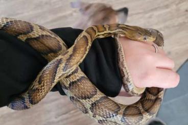 Snakes kaufen und verkaufen Photo: Pseudelaphe flavirufa unbestimmt