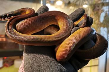 Snakes kaufen und verkaufen Photo: 1.0 Leiopython albertisii CB '21