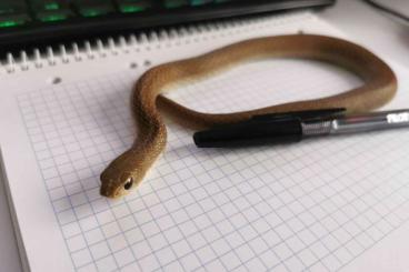 Nattern ungiftige  kaufen und verkaufen Foto: Madagascar Blonde Hognose (Leioheterodon modestus), CB24