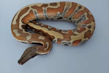 Pythons kaufen und verkaufen Photo: Wegen Bestandsveränderung mehrere Pythons günstig abzugeben