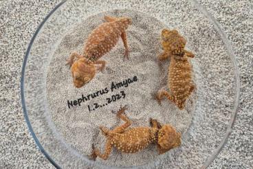 Geckos kaufen und verkaufen Foto: Nephrurus Amyae  1.2 živá exotika