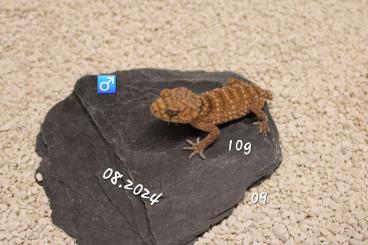 Geckos kaufen und verkaufen Photo: Nephrurus Amyae  --> Hamm 08.03.25