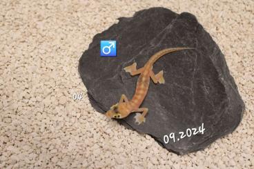 Geckos kaufen und verkaufen Photo: pachydactylus rangei --> 08.03.25 Hamm