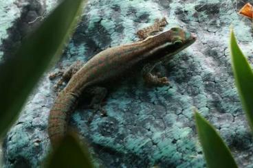 Geckos kaufen und verkaufen Foto: 0.2.1 Phelsuma Ornata - Ornament Taggecko abzugeben