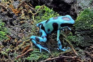 Poison dart frogs kaufen und verkaufen Photo: Auratus El Copé von Juli 24 und später