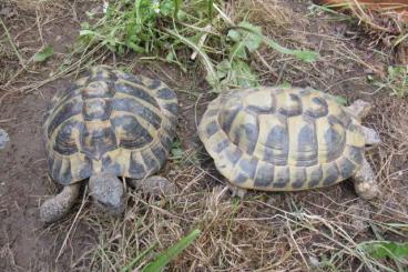 Tortoises kaufen und verkaufen Photo: Verkaufe zwei griechische Landschildkröten adult Tortoises kaufen und verkaufen Photo: Verkaufe zwei griechische Landschildkröten adult