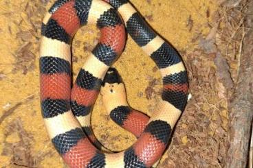 Colubrids kaufen und verkaufen Photo: Lampropeltis polyzona(campbelli)NZ 6.24