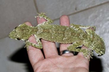 Skinke kaufen und verkaufen Foto: Geckos skinks chameleons 
