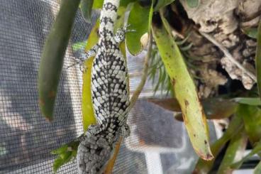other lizards kaufen und verkaufen Photo: For Hamm Abronia martindelcampoi other lizards kaufen und verkaufen Photo: For Hamm Abronia martindelcampoi