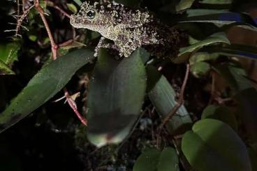 Frösche  kaufen und verkaufen Foto: Moosfrösche / Theloderma corticale aus eigener Zucht zu verkaufen