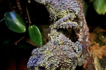 Frösche kaufen und verkaufen Foto: Theloderma corticale (Moosfrosch) Männchen abzugeben Frösche kaufen und verkaufen Foto: Theloderma corticale (Moosfrosch) Männchen abzugeben