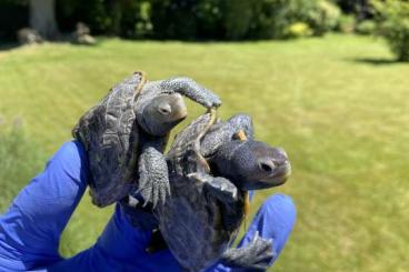 Schildkröten  kaufen und verkaufen Foto: Malaclemys Terrapin Terrapin
