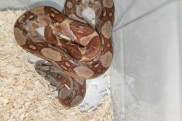 Snakes kaufen und verkaufen Photo: Boa Imperator Hypo Blood Leopard 2024