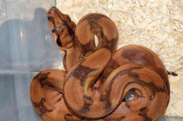 Snakes kaufen und verkaufen Photo: Boas Hypo Blood Leopard 2024