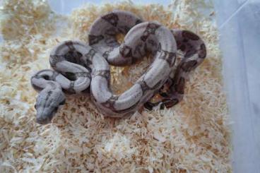 Snakes kaufen und verkaufen Photo: Boa Imperator Crawl cay  T+ 2024