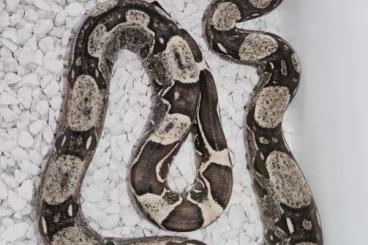 Snakes kaufen und verkaufen Photo: Boa imperator IMG het 66% anery 2 ecuador 