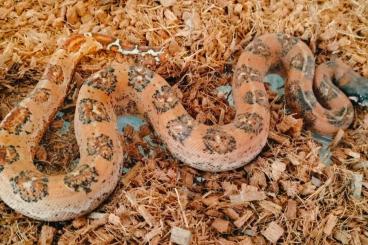 Schlangen kaufen und verkaufen Foto: Hypo Blood Leopard boas 2024