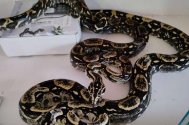 Snakes kaufen und verkaufen Photo: Boa Longicauda babies 2024