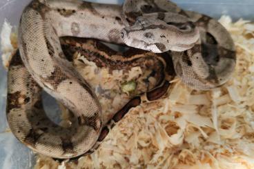 Snakes kaufen und verkaufen Photo: Boa Imperator Crawl Cay 2024 