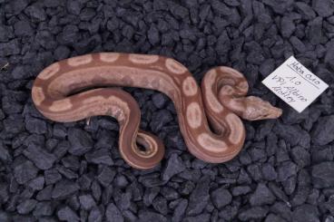 Boas kaufen und verkaufen Photo: Boa constrictor morphs for prague 