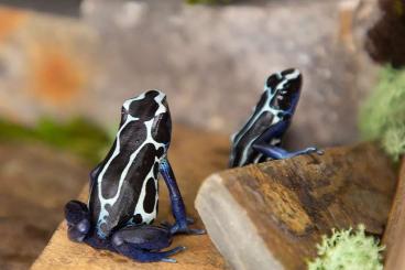 Poison dart frogs kaufen und verkaufen Photo: Suche Pfeilgiftfrösche (Tinctorius, Phyllobates)
