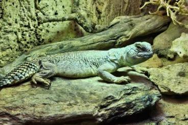 andere Echsen kaufen und verkaufen Foto: 1.1    Uromastix thomasii