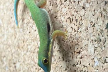 Geckos kaufen und verkaufen Photo: 2.2.0 Phelsuma pusilla pusilla