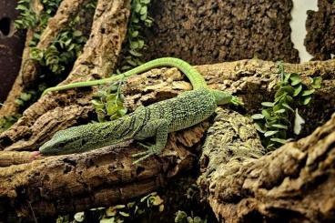 Monitor lizards kaufen und verkaufen Photo: Varanus Reisingeri 1.0 Gelber Baumwaran.